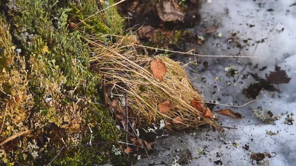 Grama Seca Mola Degelo Sob Uma Árvore Grande Folhas Caídas — Vídeo de Stock