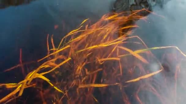 Трава Воді Під Водою Швидкому Весняному Струмку Брудною Коричневою Водою — стокове відео