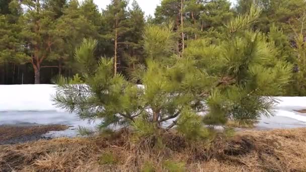 松树的绿枝在春天针叶林的风中摇曳 — 图库视频影像