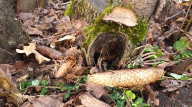 Firavun kozalakları kuru yapraklardan, çimenlerden ve iğnelerden oluşan yumuşak bir yatakta kozalaklı bir ormanda yatıyor..
