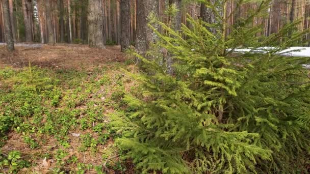 Rami Verdi Pini Ondeggiano Nel Vento Nella Foresta Conifere Primavera — Video Stock