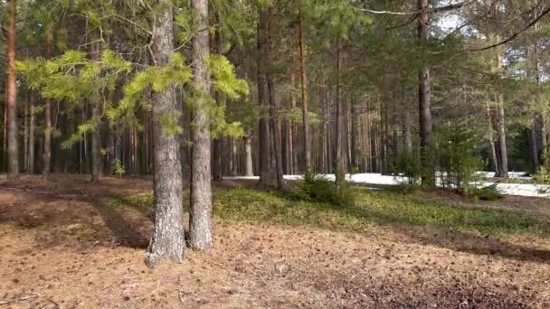 春の針葉樹林の風に揺れる松の木の緑の枝 — ストック動画