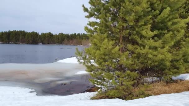 Des Branches Vertes Pins Balancent Dans Vent Dans Forêt Conifères — Video