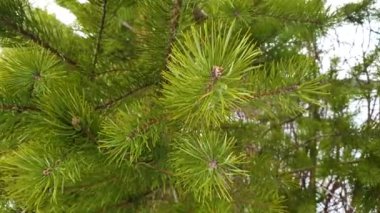 Çam ağaçlarının yeşil dalları İlkbahar kozalaklı ormanlarında rüzgarda sallanıyor.