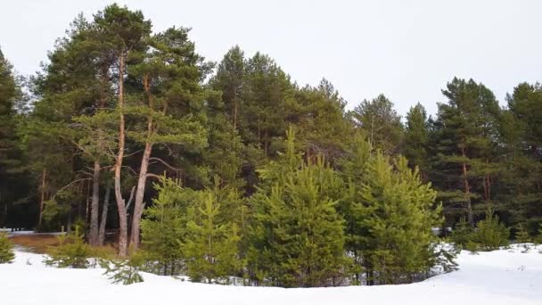 春の針葉樹林の風に揺れる松の木の緑の枝 — ストック動画