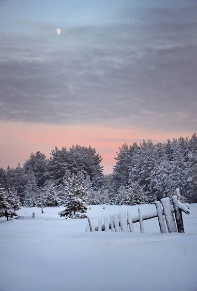 Soğuk ağaçlar, dalları buzullarla kaplı, soğuk bir kış gökyüzünün altında..