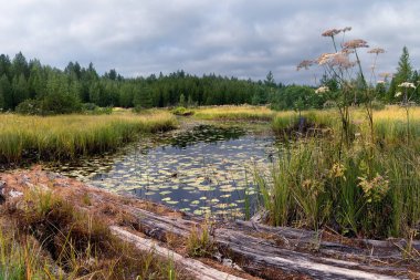 Orman gölünün kıyısında renkli parlak yaprakları olan sonbahar ağaçları.