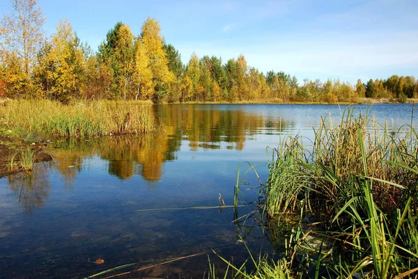 Árboles Otoñales Con Colorido Follaje Brillante Orilla Lago Forestal — Foto de Stock
