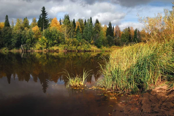 Árboles Orilla Lago Cálido Bosque Coníferas Cerca Estanque Taiga — Foto de Stock