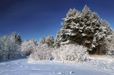 Kış taiga ormanında buz gibi bir peri masalı. Ağaçların dalları kırağı, soğuk mavi gökyüzünü ve parlak güneşi kaplar..