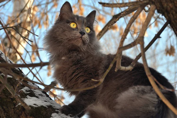 Pisica Stă Ramurile Înalte Ale Unui Copac Toamnă Privește Depărtare — Fotografie, imagine de stoc