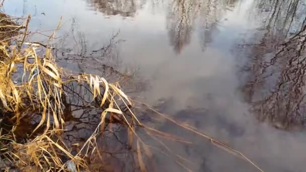 Primavera Rápido Cheio Fluxo Riacho — Vídeo de Stock