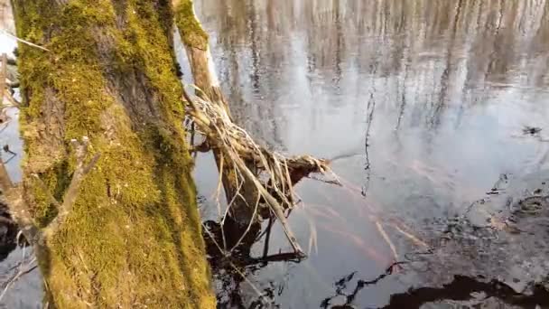 Vårens Snabba Och Flödande Bäck — Stockvideo