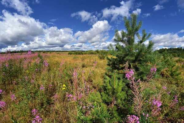 Tayga gölünün kıyısındaki çam ormanları. Sonbaharın başlarında, güneş ve çınlayan sessizlik.