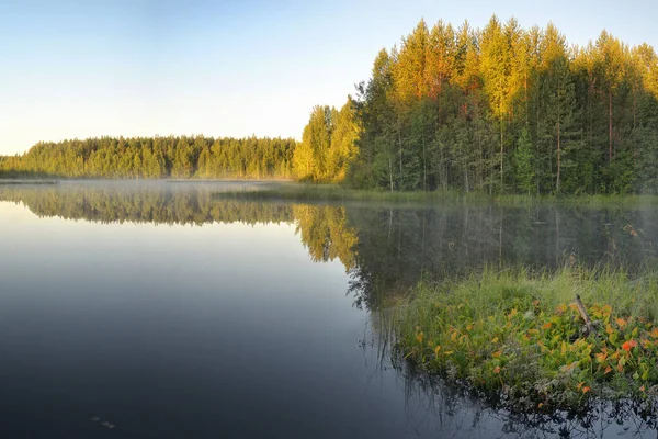 在针叶林湖畔的松树林 太阳和铃声般的寂静 — 图库照片