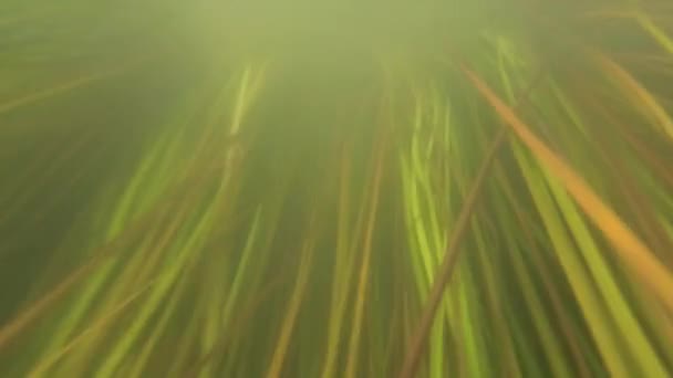 Algas subaquáticas na água verde lamacenta de um rio raso — Vídeo de Stock