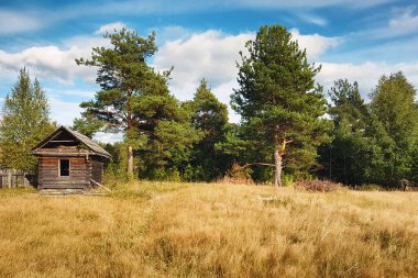 Yaz taiga ormanında yeşil kozalaklı çam ağaçları