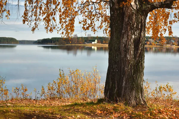 Осенние деревья на берегу красивого лесного озера . — стоковое фото