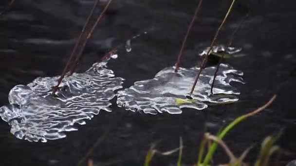 Grama no gelo no meio de um rio de inverno rápido. Fluxo frio — Vídeo de Stock