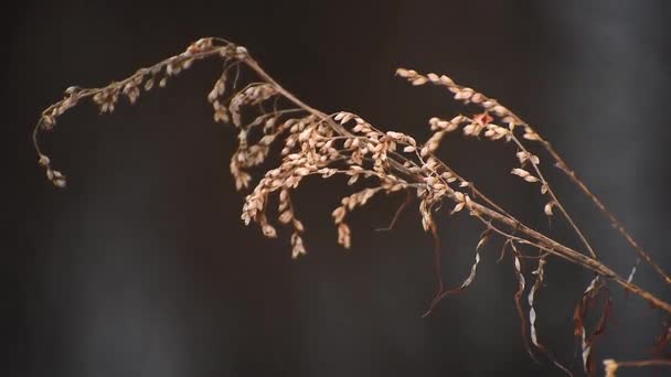 Une oreille d'herbe se balance doucement dans le vent froid de l'hiver. Herbe sèche jaunie — Video