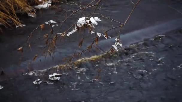 Fırtınalı orman nehri, hızla sonlu kaynak sularını taşır. Dallar akıyor. — Stok video