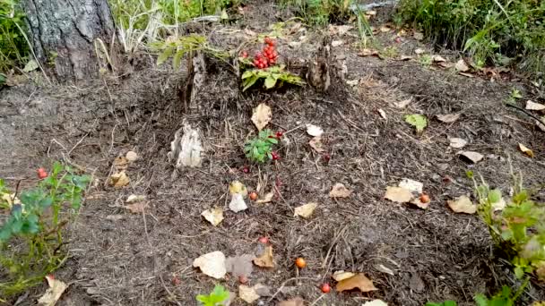 Bos mierenheuvel en zijn zwermende mieren bewoners, in een rustig herfstbos — Stockvideo