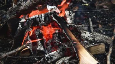Ormanda şenlik ateşi. Kırmızı alevlerin dilleri yanmış dalları yalıyor