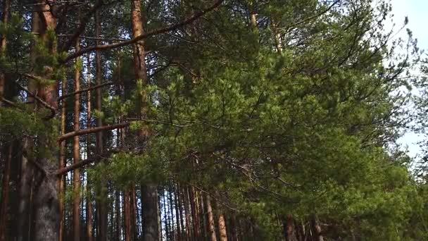 Bosque de pino de primavera, el sol entre las ramas de coníferas verdes . — Vídeo de stock