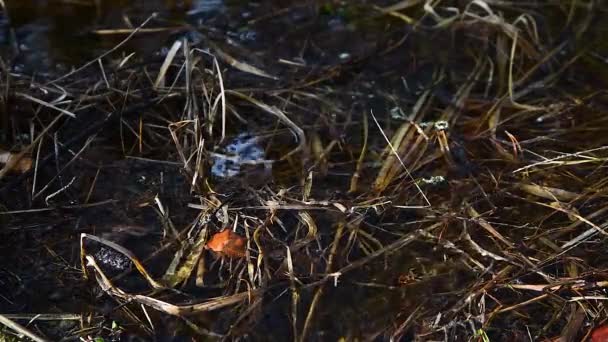 Erbe subacquee nel torrente primaverile. La corrente ondeggia inondato erba — Video Stock