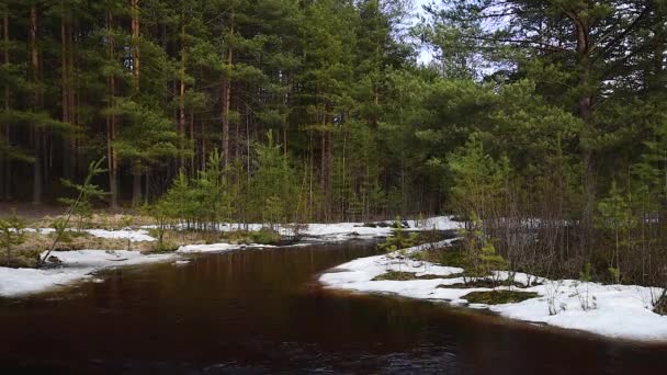 Fiume della foresta e banchi di ghiaccio galleggianti. torrente transitorio in una pineta primaverile — Video Stock