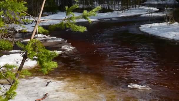 Floresta rio e flutuante gelo floes. Creek transitório em uma floresta de pinheiro de primavera — Vídeo de Stock