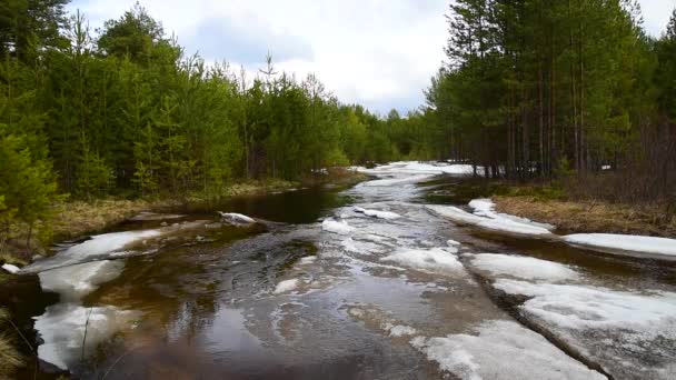 Leśne rzeki i pływające kry lodowe. Przemijający strumyk w wiosennym lesie sosnowym — Wideo stockowe