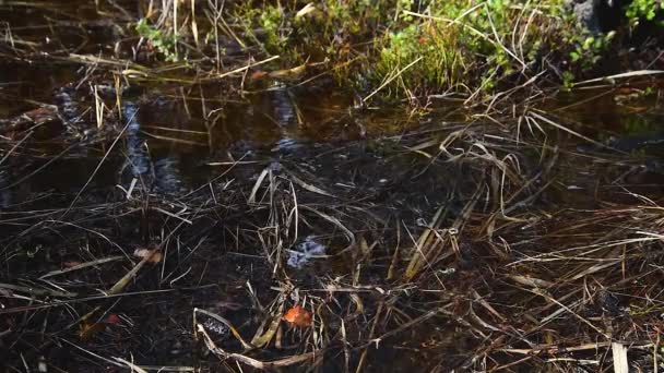 Hierbas submarinas en arroyo de primavera. El actual balanceo inundó la hierba — Vídeos de Stock