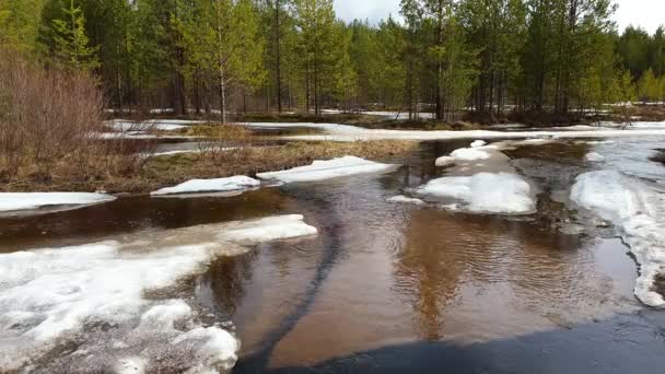 Bos rivier en drijvende ijsschotsen. Tijdelijke kreek in een voorjaar dennenbos — Stockvideo