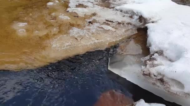 Fiume della foresta e banchi di ghiaccio galleggianti. torrente transitorio in una pineta primaverile — Video Stock