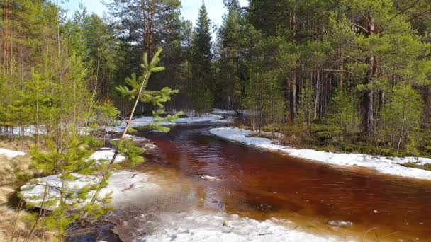 Lesní řeka a plovoucí ledové kry. Přechodný potok v jarním borovicovém lese — Stock video