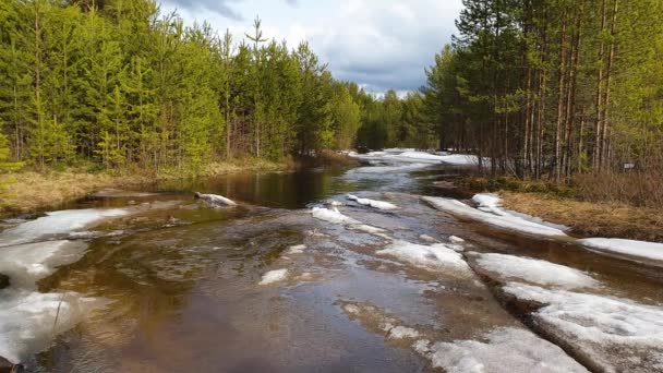 Orman nehri ve yüzen buz kütleleri. Bahar çamı ormanında geçici bir dere — Stok video