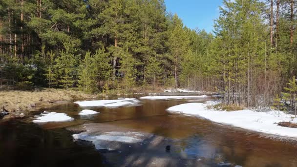 Bos rivier en drijvende ijsschotsen. Tijdelijke kreek in een voorjaar dennenbos — Stockvideo