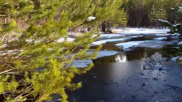 Floresta rio e flutuante gelo floes. Creek transitório em uma floresta de pinheiro de primavera — Vídeo de Stock