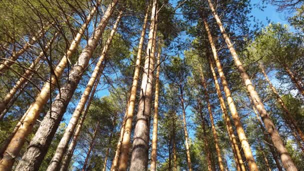 Güneşli bir kozalaklı ormanda çam ağaçlarının gövdeleri ve taçları — Stok video