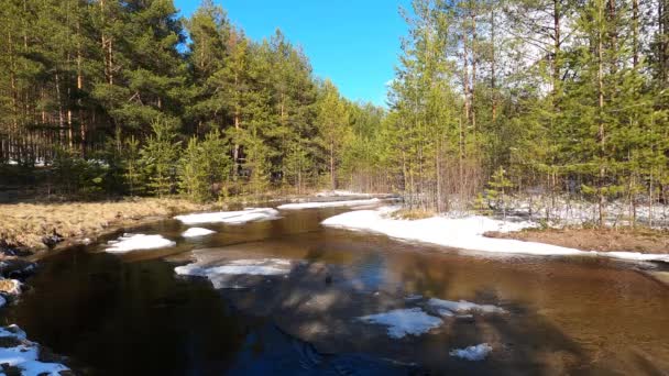 森の川や浮動小数点の氷の流れ。春の松林の中の過渡的な小川 — ストック動画