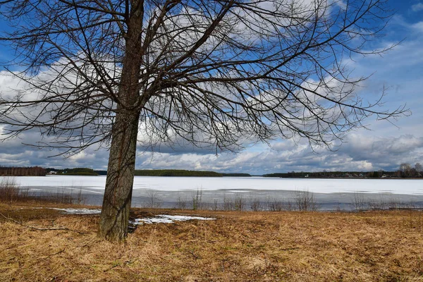 Güneşli bir bahar gününde donmuş bir gölün kıyısındaki ağaçlar
