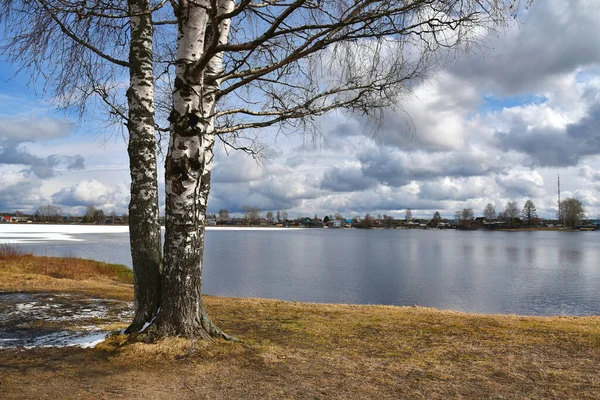 Träd på stranden av en frusen sjö en solig vårdag — Stockfoto