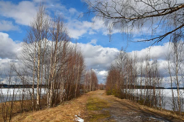 Деревья на берегу замёрзшего озера в солнечный весенний день — стоковое фото