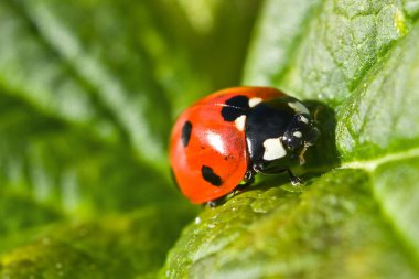 Yeşil yapraklı uğur böceği. Kırmızı böcek, makro.