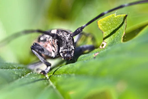 Käfer schwarze Fichtenbarbe auf einem grünen Blatt. Haarbiss. — Stockfoto