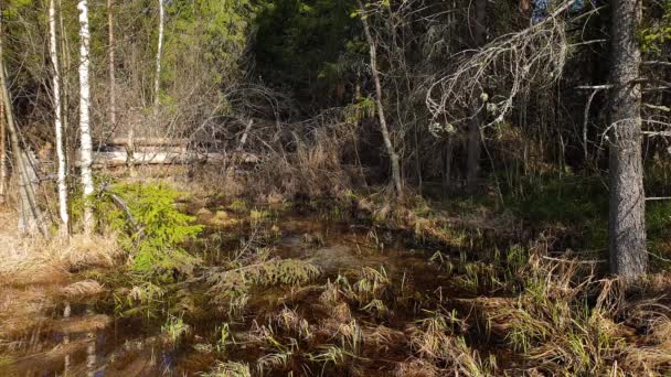 Puddles de agua derretida en un bosque de pinos y abetos. Coníferas — Vídeos de Stock