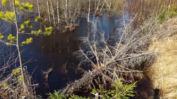 Un río en un bosque de pinos de primavera. El ruido del agua — Vídeo de stock