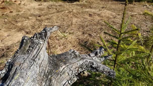 Drewno dryfujące w wiosennym lesie iglastym. Stary kikut w słońcu — Wideo stockowe