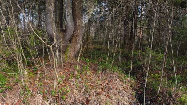 Bosque de coníferas de primavera. Árboles y hierba en un bosque que despierta — Vídeos de Stock